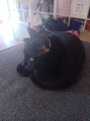 Peluche
