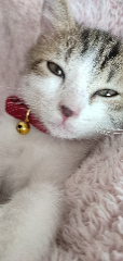 Lili