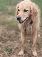 Opy