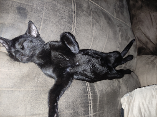 Cachou
