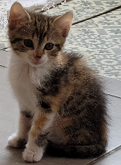 Chipie