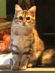 Maya