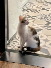 Pistache