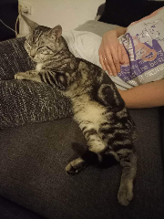 Bébé