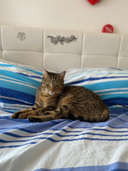 Alba
