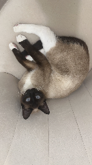 Nahla