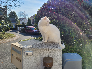 Miko