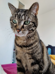 Arya