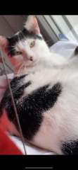 Yuki