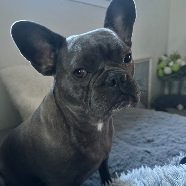 Maurice