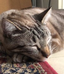 Titi