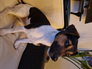 Snoopy
