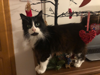 Figaro