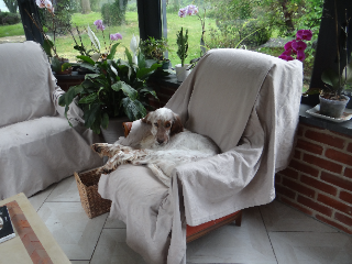 milou