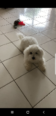 TINA