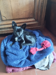 Cachou