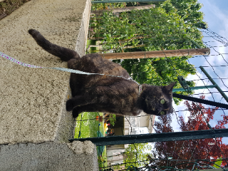 Lutty (souvent appelée "Minou")