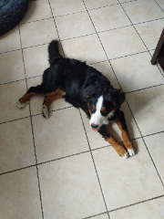 Stella