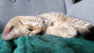 Merlin