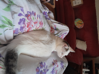 Patxi