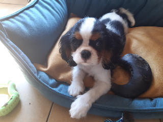 Charlie