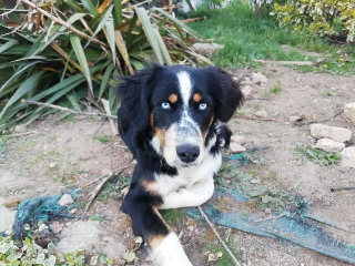 Ron