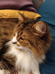 Aslan