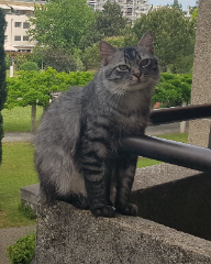 Tigrou