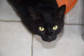 Figaro