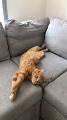 Ze Pequeño