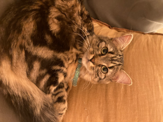 Mia
