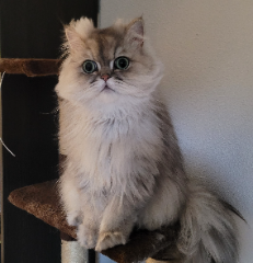 Sacha