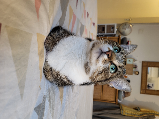 Peanut
