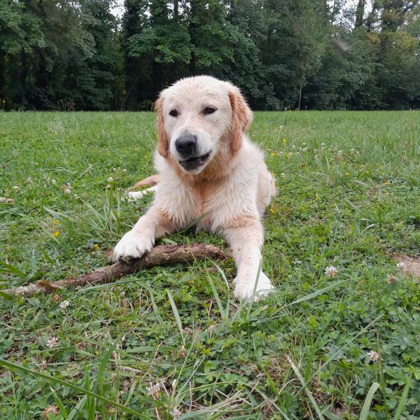 Zira