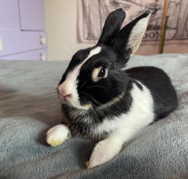 Photo de Bonnie