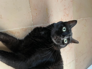 minette