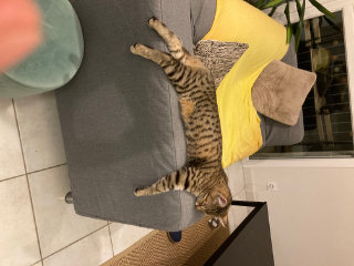 Tiponche
