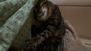 Mouki