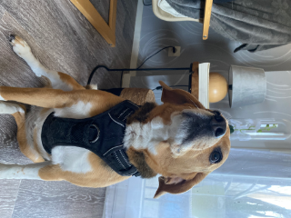 Nala