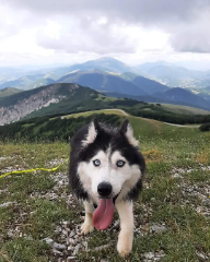 Koda