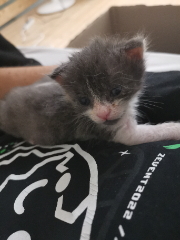Kira