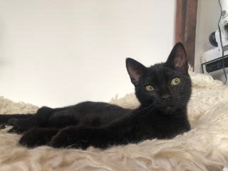Bernard