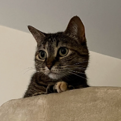 Ollie