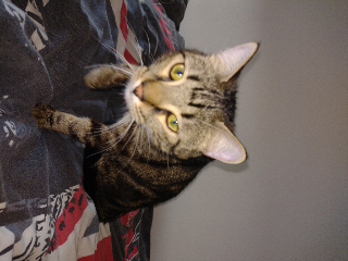 Thor