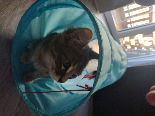 Cleo