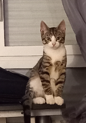 Simba