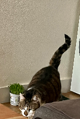 Pistache