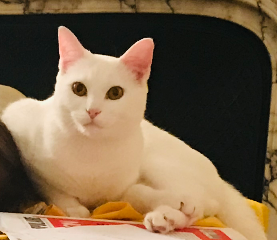 Milky