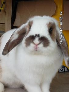 daisy