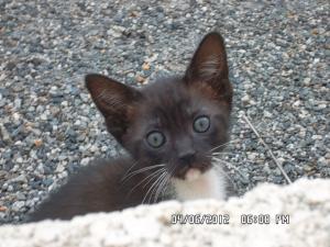 Minette